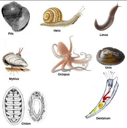  Gambar  Pengertian Ciri Klasifikasi Filum Mollusca Gambar  