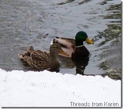 ducks 2