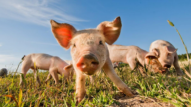 Cute baby pigs image