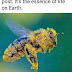 Remember, when the bees go, we ALL go with them. 