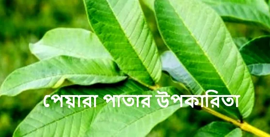 পেয়ারা পাতার উপকারিতা,পেয়ারা পাতার যত উপকারিতা জেনে নিন,পেয়ারা পাতার কিছু বিষ্ময়কর উপকারিতা,পেয়ারা পাতার উপকারিতা ও অপকারিতা,পেয়ারা পাতার রস ক্যান্সার প্রতিরোধী,পেয়ারা পাতার উপকারিতা,পেয়ারা পাতার গুনাগুন,পেয়ারা পাতার উপকারিতা চুলের জন্য,পেয়ারা পাতার ব্যবহার,পেয়ারা পাতার ২০টি জাদুকরী উপকারিতা,পেয়ারা পাতার বিষ্ময়কর কিছু উপকারিতা,কফ ও ব্রঙ্কাইটিসে পেয়ার পাতার কার্যকারীতা,পেয়ারা পাতার ঔষধি গুনাগুন,পেয়ারা পাতার বিষ্ময়কর কিছু উপকারিতা,পেয়ারা পাতা