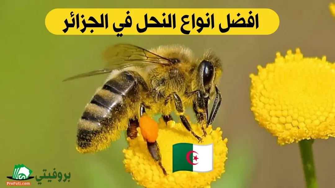 أنواع النحل في الجزائر