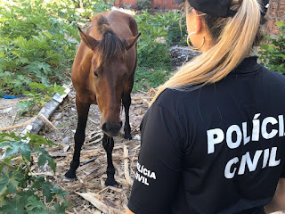 Denúncias de maus-tratos de animais no Ceará podem ser feitas sem sair de casa