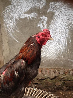 ayam Bangkok impor, anak ayam Bangkok impor, ayam Bangkok f1, ayam petarung Thailand selatan, ayam Bangkok pukul ko, ayam Bangkok super, ayam Bangkok super taji, ayam petarung jawara garut, ayam adu jawara garut, ayam Bangkok jawara pukul mati, ayam adu pukul mati, ciri-ciri ayam pukul mati, ayam Bangkok super pukul mati, ayam Bangkok 2017 terbaru