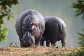 hippopotamus animal facts