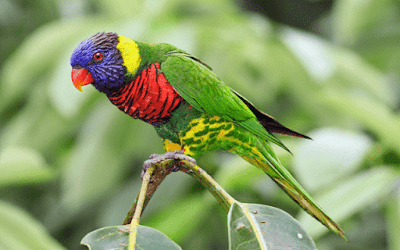  Burung nuri atau ada juga orang yang menyebutnya dengan burung perkici dan burung kasturi 18 Jenis Burung Nuri di Indonesia yang Wajib Anda Ketahui