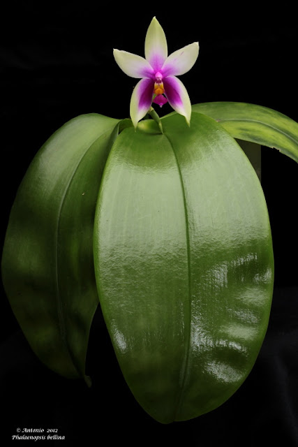 Phalaenopsis bellina