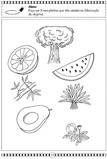 Partes da planta e suas funções para ensino fundamental