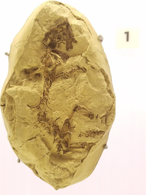 Paleothyris acadiana fosili