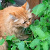 What is Catnip?: Unveiling its Secrets and Benefits for Feline Friends
