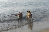 spiaggia cani, Mortelliccio