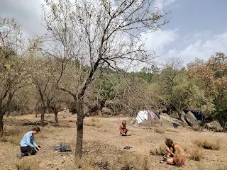 Almond trees that look a bit dry, they don't have many leaves. Three people are sitting nearby and are cracking almonds with stones