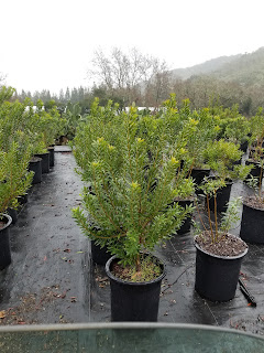 Pacific Wax Myrtle