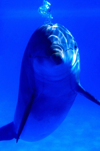 Dolphin Image iPhone Wallpaper