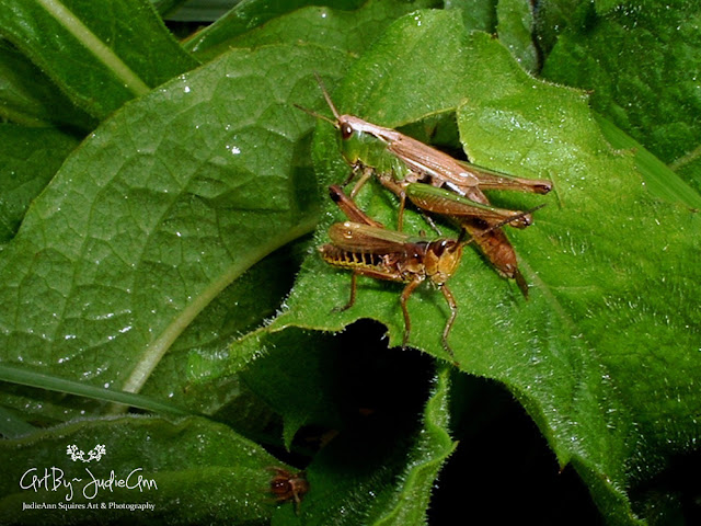 Grasshoppers