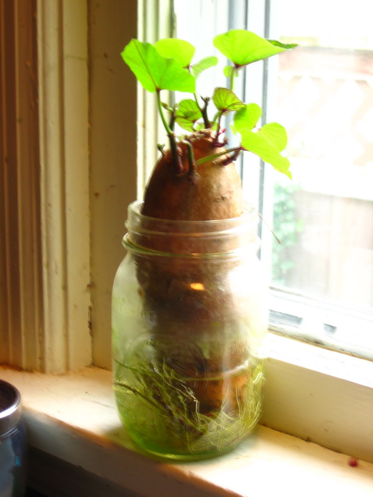 Growing Sweet Potatoes