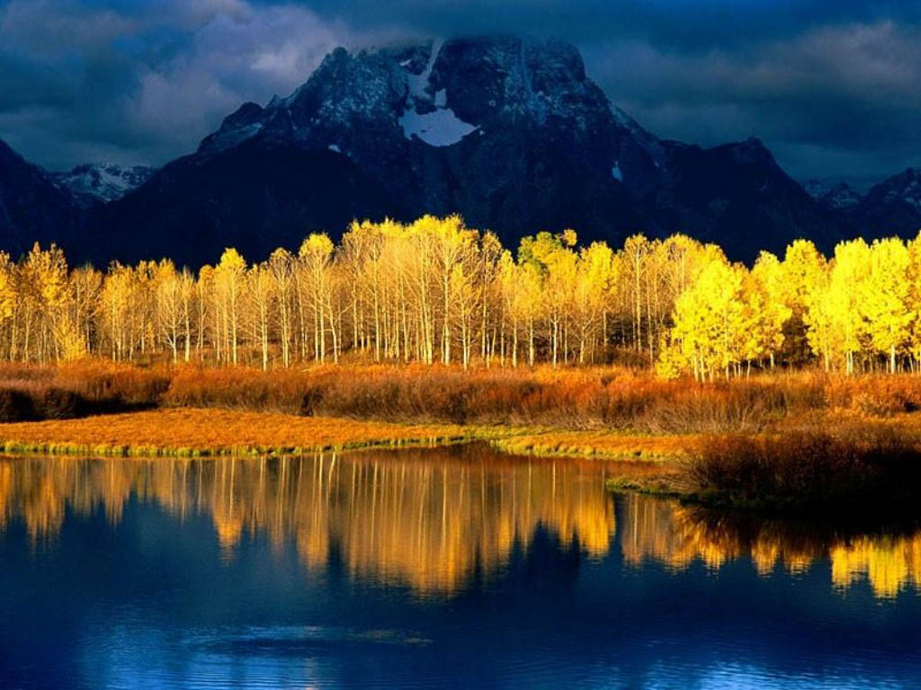 Quaking Aspens Grand Tetons Wyoming