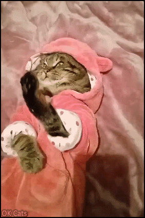 Funny Cat GIF • Happy cat in pink pajamas kneading the air (free Air biscuits) [ok-cats.com]