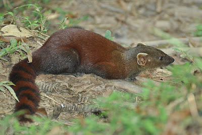 mangosta cola anillada malgache Galidia elegans