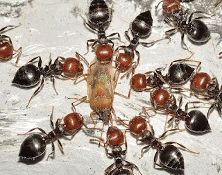 पियक्कड़ चींटियों, शराबी चींटियों, चींटियों के बारे में जानकारी, चींटियों का संसार, काली चींटियां, लाल चींटियां, चींटियों का जीवन, चींटियों के बारे में जानकारी, चींटियां क्या खाती है,चींटियां कहां रहती है, चींटियां क्या पीती है