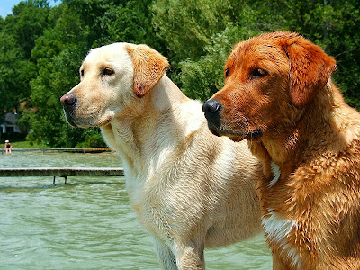 Labrador Retriever