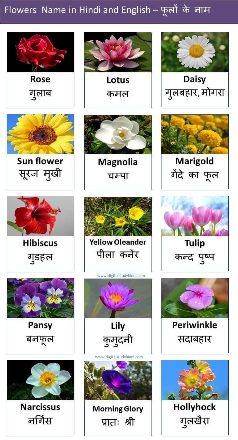 Flowers Name In Hindi And English फ ल क न म Digitalstudyhindi
