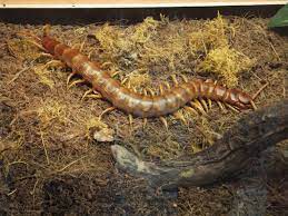 Amazonian Giant Centipede, Multi-legged Predator