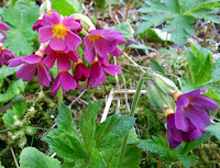 Primula elatior, lilla form (lofotprimula)