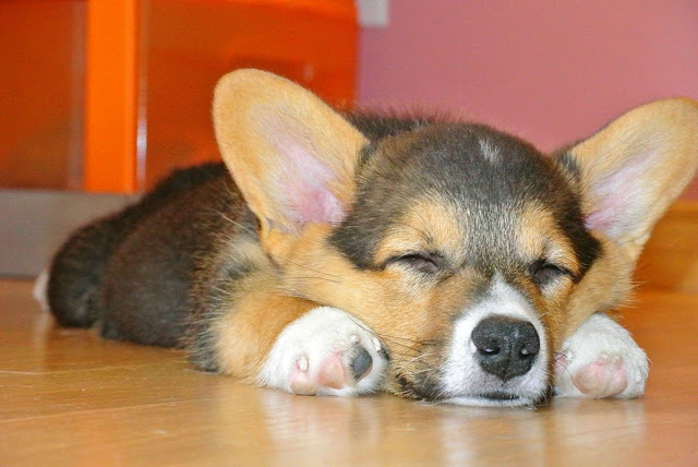 cute sleeping puppies, 