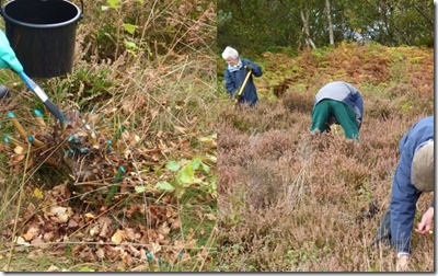 Conservation Work