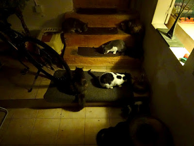 Ώρα για φαί. Μια αφιέρωση στις γάτες που γυρίζουν στο λαγούμι του Κούνελου