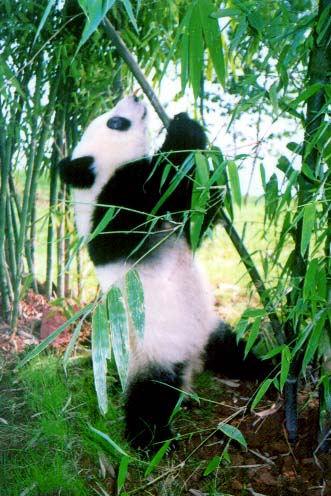 Amazing Giant Panda