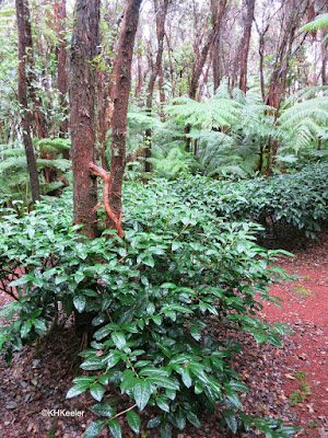 forest with tea, Volcano, Hawaii