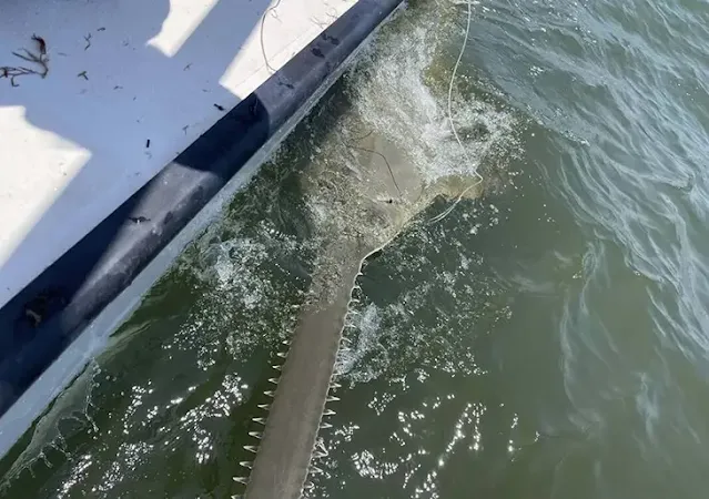 La découverte d'un poisson-scie de 13 pieds ravive l'espoir pour une espèce en danger dans la région de Cedar Key en Floride