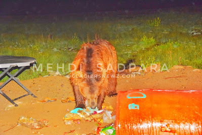 Deosai plains,Deosai Flora And Fauna In pictures,Gilgit Baltistan