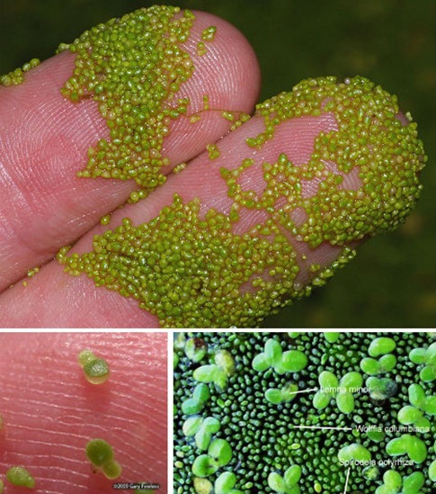 World’s Smallest Flower, Wolffia angusta