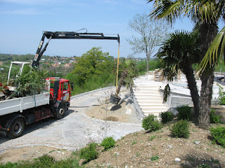 Plantation arbres à Thonon