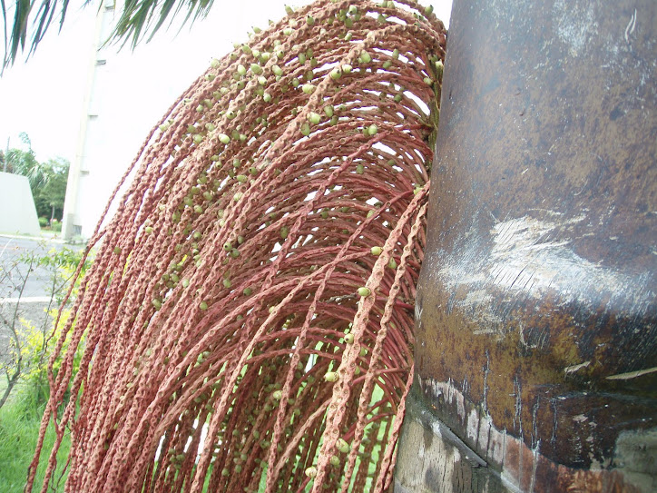 As BACABEIRAS começam a florir em HOMENAGEM