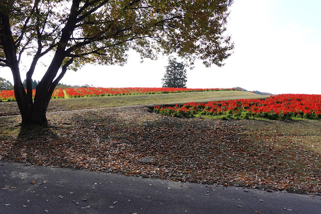 鳥取県西伯郡南部町鶴田 とっとり花回廊 花の丘