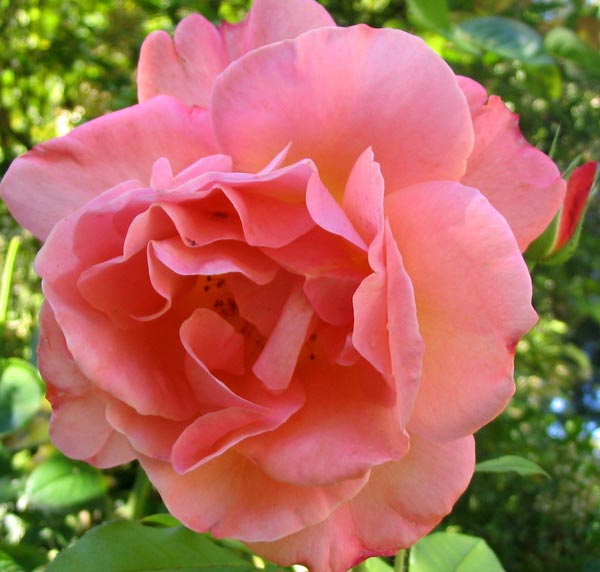 Beautiful Rose Flower Pictures