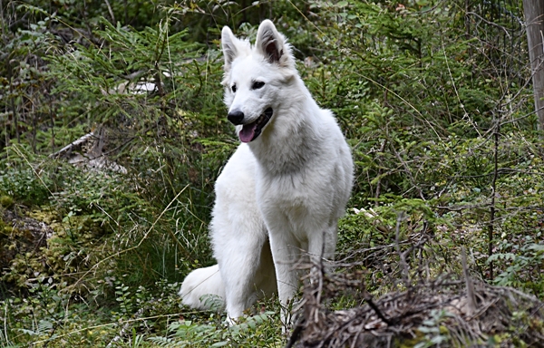 hvit gjeterhund