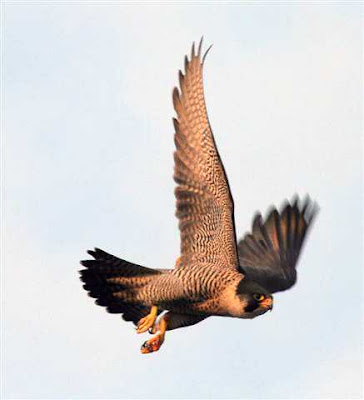 Derby's female peregrine taken on 11 May 2008 by J Salloway.