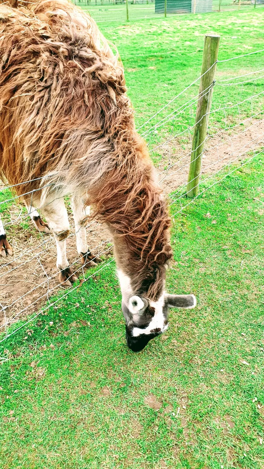 Brown llama