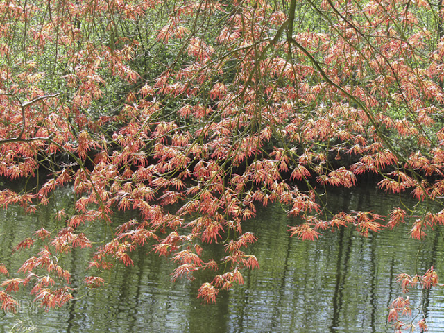 young red leaves