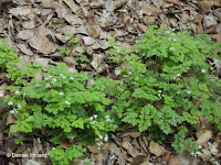 On the forest floor, Tokushima, Shikoku, Japan