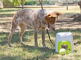 Interactive fetch and treat dog game