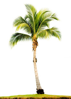  gambar  pohon  kelapa  Apick Aw0x z