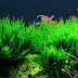Cara Menanam Flame Moss di Aquarium