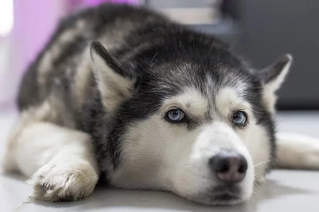 Siberian Husky