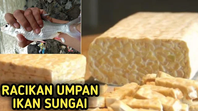 Umpan tempe banyak digunakan oleh angler untuk mancing ikan sungai maupun di kolam karena hampir semua ikan mau dengan umpan tempe.  Umpan ini biasa dibuat mancing ikan Tawes, ikan Nelem dan ikan Gurame di sungai maupun kolam, berikut cara membuat racikan umpan tempe untuk ikan Tawes;    Resep Umpan Tempe Bahan;  Satu buah Tempe Dua buah telur bebek Satu siung bawang putih Cara Meracik; Pertama tempe dihaluskan dengan cara dipotong kecil-kecil lalu di tumbuk semakin halus maka umpan Tempe semakin bagus Pisahkan kuning telur dengan yang putih Haluskan bawang putih Aduk tempe halus, kuning telur dan bawang putih halus Kukus racikan dalam tungku kurang lebih Lima Belas Menit Umpan siap digunakan  SPESIAL UMPAN IKAN SUNGAI  Assalamua'alaikum  Sobat kali ini saya akan berbagi cara meracik umpan untuk ikan sungai, umpan ini sangat di senangi oleh ikan Melem, Nelem, Nila, Tawes dan Wader, bahanya sangat mudah kita peroleh di pasar maupun di warung kelontong yaitu tempe tentunya sobat tidak asing lagi dengan bahan ini karena mudah didapat dan sering kita gunakan untuk tambahan laut makan sehari-hari.   Tempe terbuat dari kedelai yang di proses dengan waktu yang agak lama sehingga menjadi tempe, nantinya sebelum di jadikan umpan tempe harus di rebus/kukus agar tekstur tempe menjadi lunak karena ikan sungai tidak mempunyai gigi jadi harus makan tempe yang lunak hehhee....   Langsung saja sobat persiapkan; Tempe Panci untuk mengukus tempe Pisau untuk memotong   Sobat pastikan semua sudah ada ya, pertama sobat harus mengukus tempe kurah lebih 10-15 menit agar tempe berubah menjadi lunak, kemudian tempet di biarkan minimal 1x24 jam setelah itu sobat biasa langsung potong tempe kecil-kecil sesuai dengan target ikan yang mau di pancing.   Oh yaa,,, sobat bisa langsung nonton vidio proses pemotongan  untuk buat umpan ikan sungai yang telah saya lakukan kemaren lusa.  Resep umpan tempe semoga bermanfaat buat para angler dan semoga dapat ikan Tawes, Ikan Nelem dan ikan Gurame yang banyak.   ==> LANGSUNG TONTON VIDIONYA